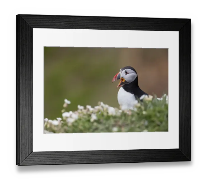 Framed Print : Side-view of adult Atlantic Puffin (Fratercula arctica) calling on cliff-top during nesting season Framed Print : Side-view of adult Atlantic Puffin (Fratercula arctica) calling on cliff-top during nesting season