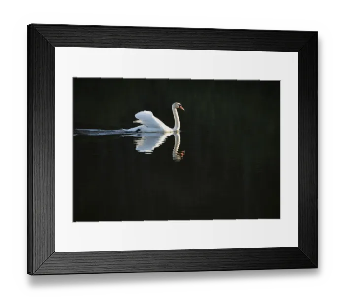 Framed Print : Male Mute Swan (Cygnus olor) patrolling lake to claim territory, Stover Country Park Framed Print : Male Mute Swan (Cygnus olor) patrolling lake to claim territory, Stover Country Park
