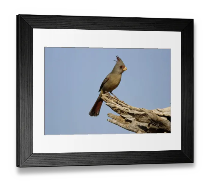 Framed Print : Pyrrhuloxia (Cardinalis sinuatus), Santa Rita Mountains, Arizona Framed Print : Pyrrhuloxia (Cardinalis sinuatus), Santa Rita Mountains, Arizona
