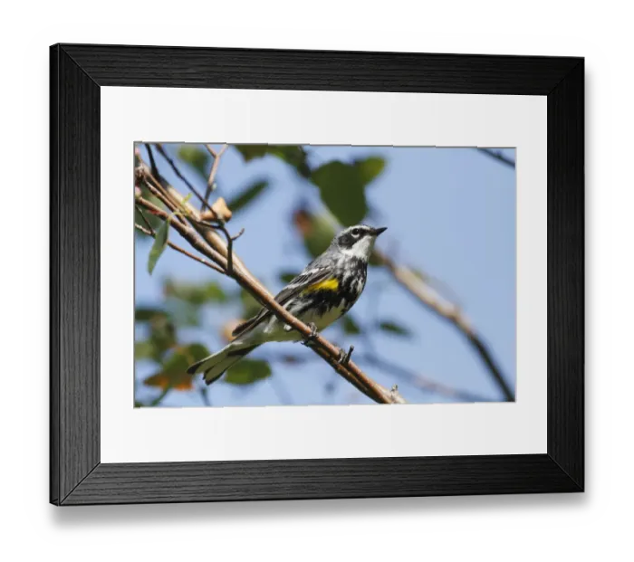 Framed Print : Yellow-rumped Warbler (Setophaga coronata), Canada Framed Print : Yellow-rumped Warbler (Setophaga coronata), Canada