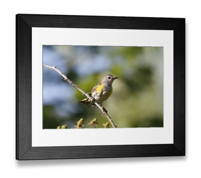 Framed Print : American Redstart (Setophaga ruticilla) sub-adult male, Canada Framed Print : American Redstart (Setophaga ruticilla) sub-adult male, Canada