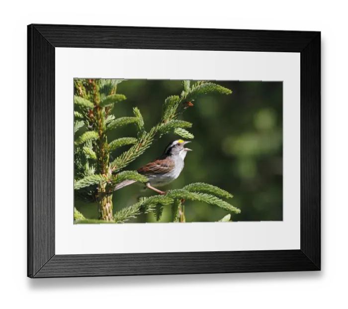 Framed Print : White-throated Sparrow (Zonotrichia albicollis) calling during breeding season, Canada Framed Print : White-throated Sparrow (Zonotrichia albicollis) calling during breeding season, Canada