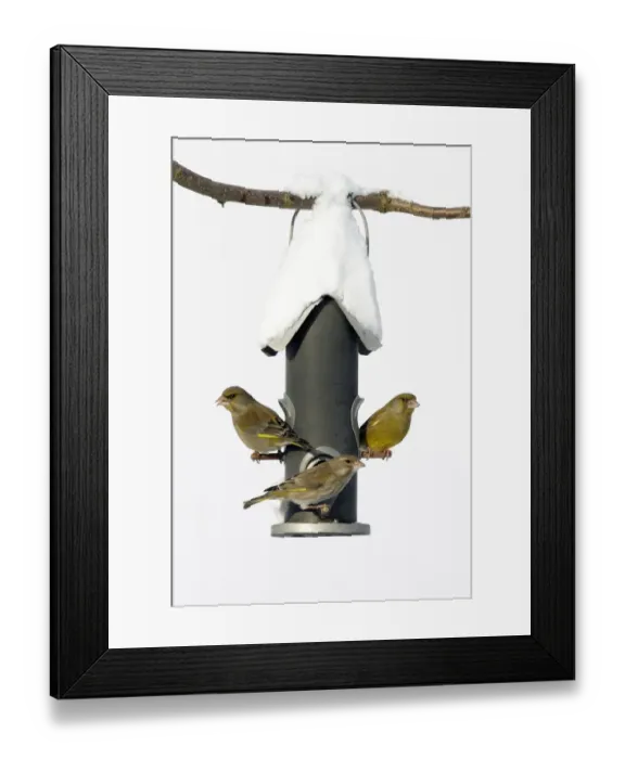 Framed Print : European Greenfinch (Chloris chloris) trio at bird feeder, Bursfelde, Lower Saxony Framed Print : European Greenfinch (Chloris chloris) trio at bird feeder, Bursfelde, Lower Saxony