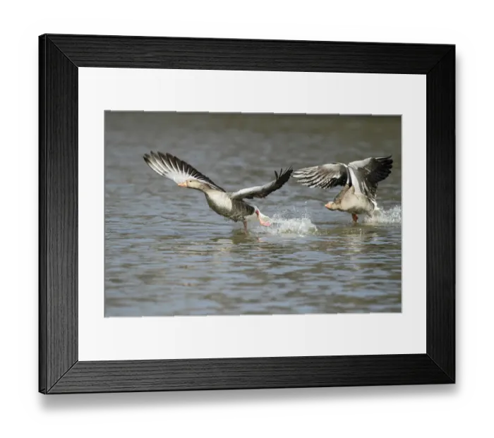 Framed Print : Greylag Goose (Anser anser) territorial males chasing each other over lake, Kassel Framed Print : Greylag Goose (Anser anser) territorial males chasing each other over lake, Kassel