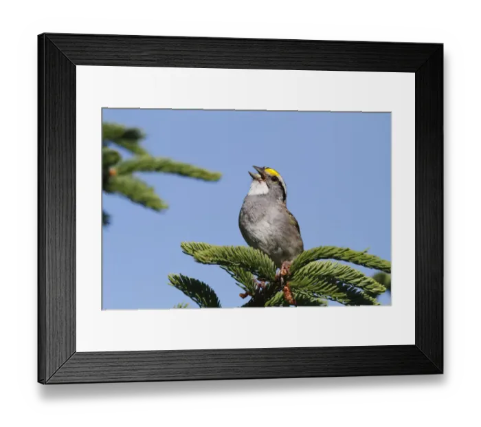 Framed Print : White-throated Sparrow (Zonotrichia albicollis) calling during breeding season, Canada
