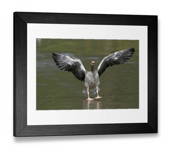Framed Print : Greylag Goose (Anser anser) male landing on water, Kassel, Hessen, Germany