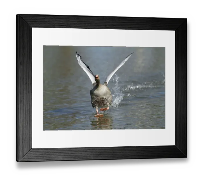 Framed Print : Greylag Goose (Anser anser) male taking flight from lake, Kassel, Hessen, Germany