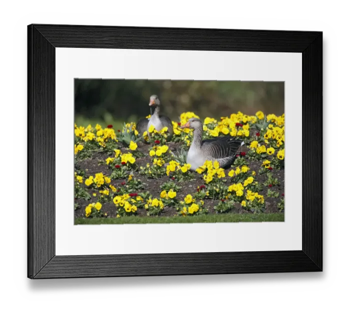 Framed Print : Greylag Goose (Anser anser) pair in park amid pansies, Kassel, Hessen, Germany Framed Print : Greylag Goose (Anser anser) pair in park amid pansies, Kassel, Hessen, Germany