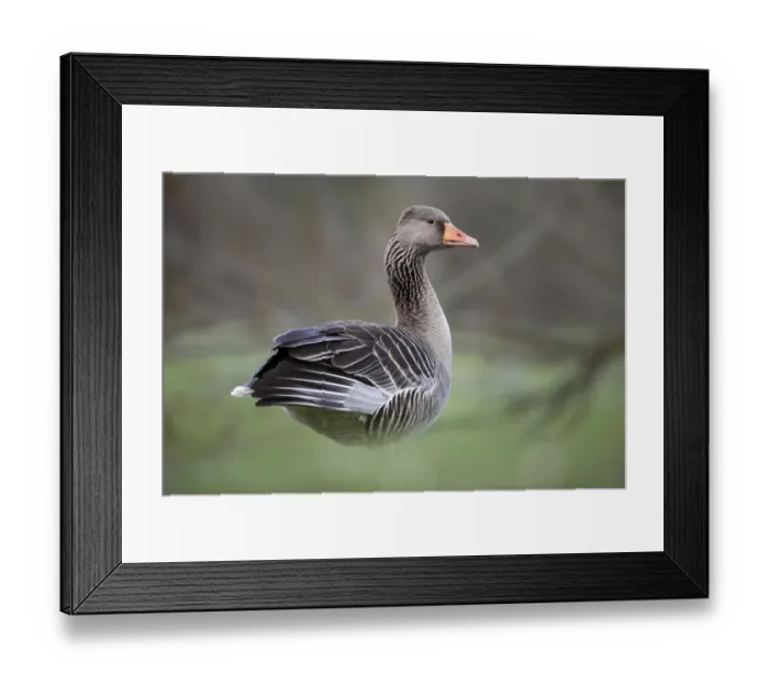 Framed Print : Greylag Goose (Anser anser), Kassel, Hessen, Germany Framed Print : Greylag Goose (Anser anser), Kassel, Hessen, Germany