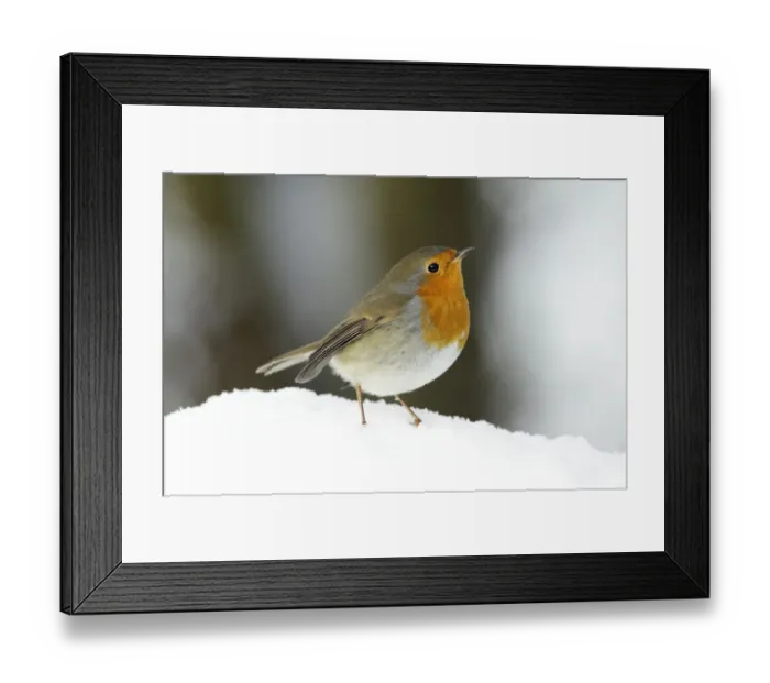 Framed Print : European Robin (Erithacus rubecula) in snow, Bursfelde, Lower Saxony, Germany Framed Print : European Robin (Erithacus rubecula) in snow, Bursfelde, Lower Saxony, Germany