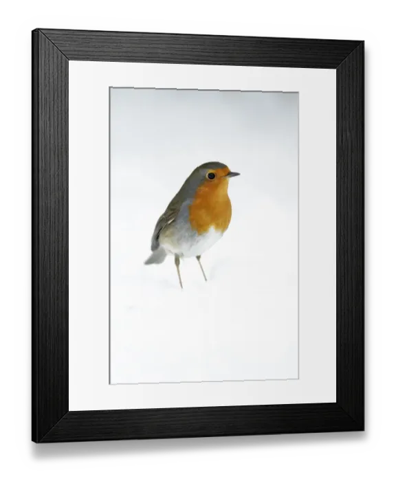 Framed Print : European Robin (Erithacus rubecula), Bursfelde, Lower Saxony, Germany Framed Print : European Robin (Erithacus rubecula), Bursfelde, Lower Saxony, Germany