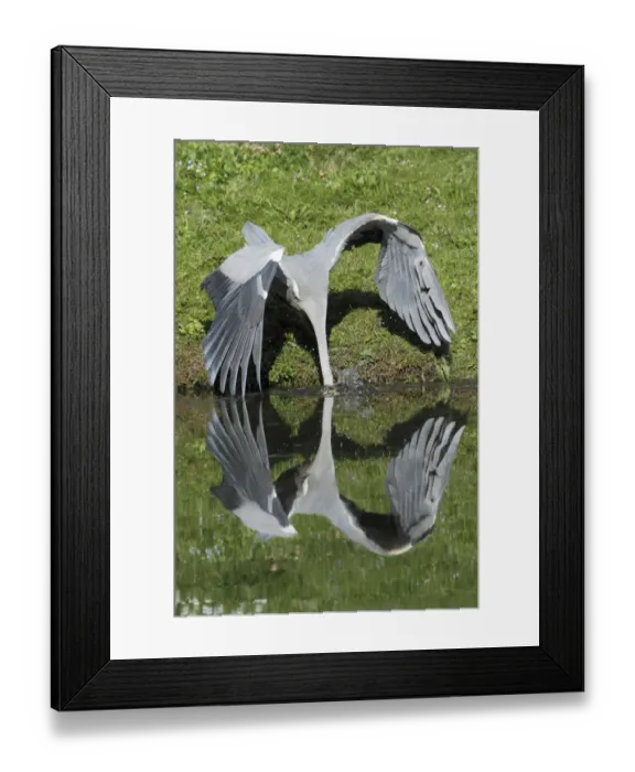 Framed Print : Grey Heron (Ardea cinerea) lunging for fish at waters edge, Kassel, Hessen, Germany Framed Print : Grey Heron (Ardea cinerea) lunging for fish at waters edge, Kassel, Hessen, Germany