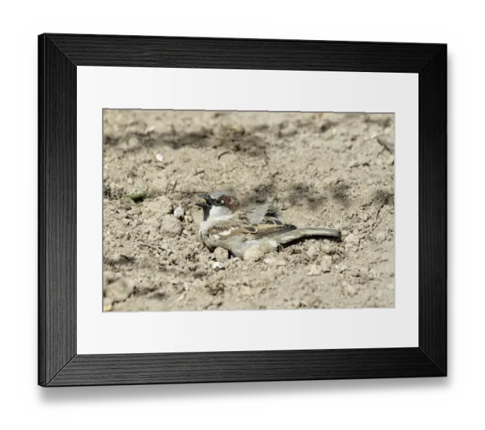 Framed Print : House Sparrow (Passer domesticus) male taking a dustbath, Bursfelde, Lower Saxony Framed Print : House Sparrow (Passer domesticus) male taking a dustbath, Bursfelde, Lower Saxony