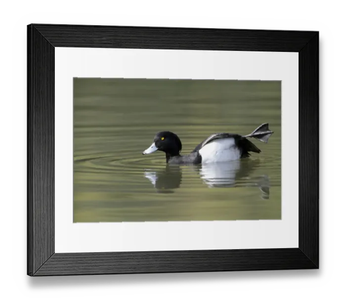 Framed Print : Tufted Duck (Aythya fuligula) drake stretching wing, Kassel, Hessen, Germany Framed Print : Tufted Duck (Aythya fuligula) drake stretching wing, Kassel, Hessen, Germany