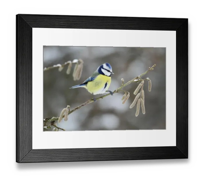 Framed Print : Blue Tit (Cyanistes caeruleus) in Hazel (Corylus avellana) bush, Bursfelde, Lower Saxony Framed Print : Blue Tit (Cyanistes caeruleus) in Hazel (Corylus avellana) bush, Bursfelde, Lower Saxony