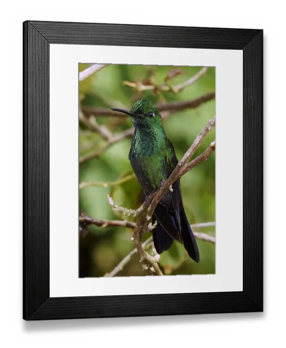 Framed Print : Green-crowned Brilliant (Heliodoxa jacula) male, Costa Rica Framed Print : Green-crowned Brilliant (Heliodoxa jacula) male, Costa Rica