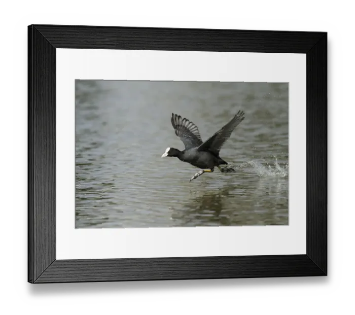 Framed Print : Coot (Fulica atra) taking flight, Kassel, Hessen, Germany Framed Print : Coot (Fulica atra) taking flight, Kassel, Hessen, Germany
