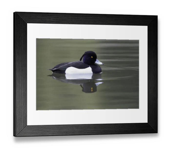 Framed Print : Tufted Duck (Aythya fuligula) drake, Kassel, Hessen, Germany Framed Print : Tufted Duck (Aythya fuligula) drake, Kassel, Hessen, Germany