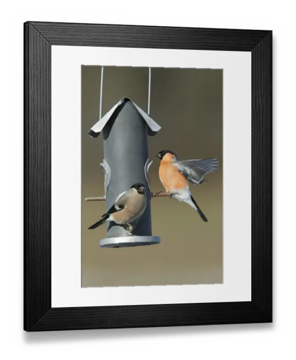 Framed Print : Eurasian Bullfinch (Pyrrhula pyrrhula) pair on bird feeder, Bursfelde, Lower Saxony Framed Print : Eurasian Bullfinch (Pyrrhula pyrrhula) pair on bird feeder, Bursfelde, Lower Saxony