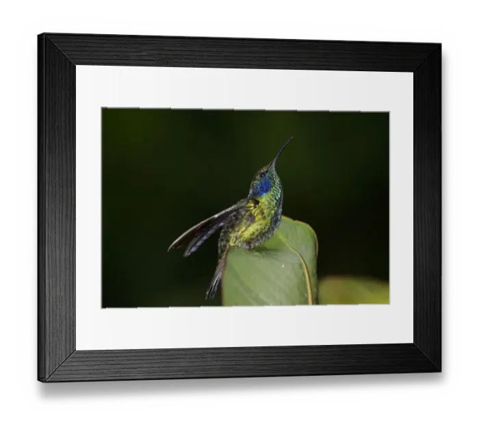 Framed Print : Green Violet-ear (Colibri thalassinus) hummingbird displaying, Costa Rica Framed Print : Green Violet-ear (Colibri thalassinus) hummingbird displaying, Costa Rica