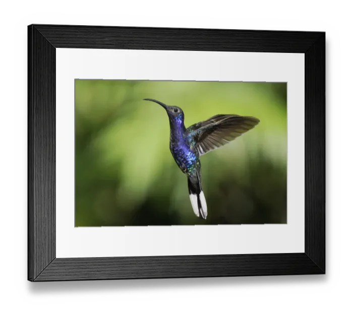 Framed Print : Violet Sabre-wing (Campylopterus hemileucurus) male hovering, Costa Rica Framed Print : Violet Sabre-wing (Campylopterus hemileucurus) male hovering, Costa Rica