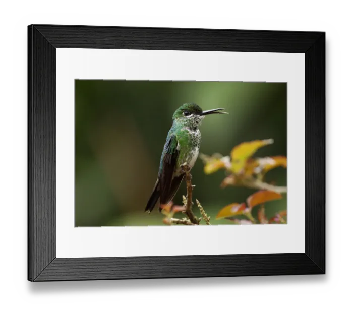 Framed Print : Green-crowned Brilliant (Heliodoxa jacula) female calling, Costa Rica Framed Print : Green-crowned Brilliant (Heliodoxa jacula) female calling, Costa Rica