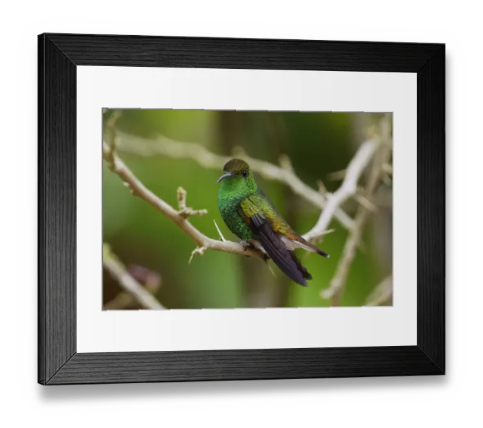 Framed Print : Coppery-headed Emerald (Elvira cupreiceps) hummingbird, Costa Rica Framed Print : Coppery-headed Emerald (Elvira cupreiceps) hummingbird, Costa Rica