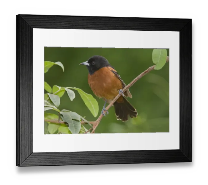 Framed Print : Orchard Oriole (Icterus spurius) male, Rio Grande Valley, Texas Framed Print : Orchard Oriole (Icterus spurius) male, Rio Grande Valley, Texas