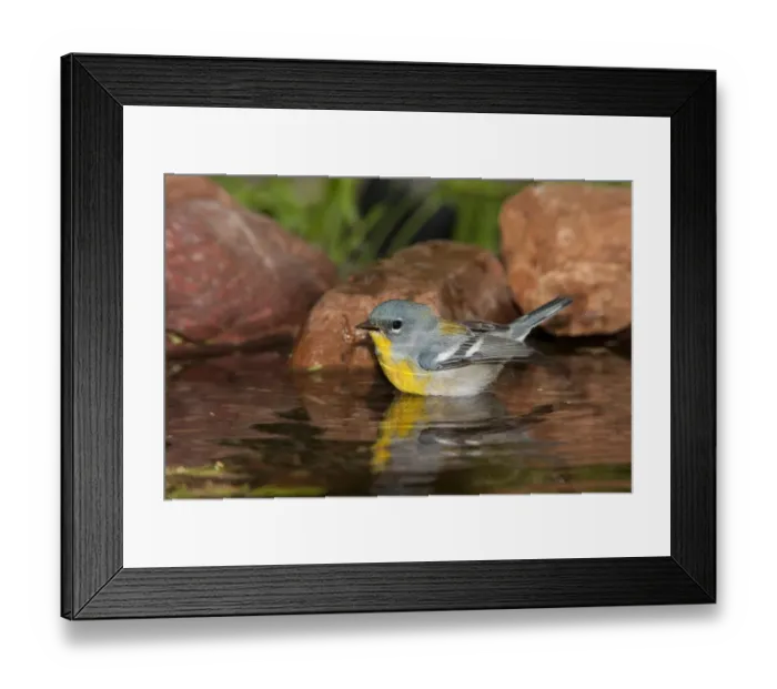 Framed Print : Northern Parula (Setophaga americana) bathing, Rio Grande Valley, Texas Framed Print : Northern Parula (Setophaga americana) bathing, Rio Grande Valley, Texas