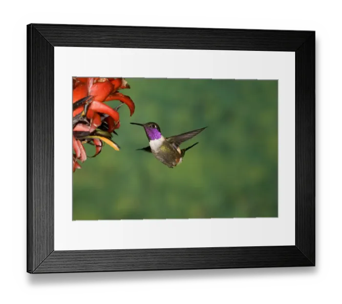 Framed Print : Purple-throated Woodstar (Philodice mitchellii) hummingbird feeding on flower nectar