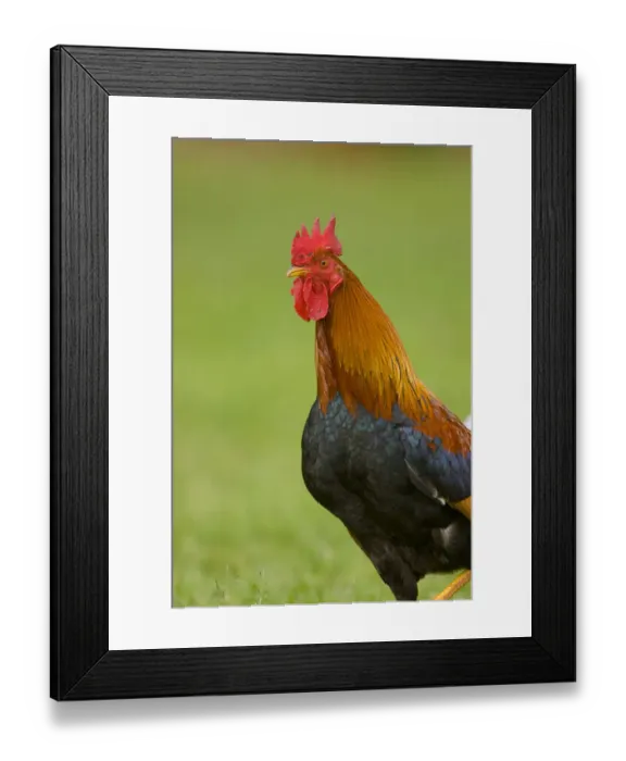 Framed Print : Domestic Chicken (Gallus domesticus) rooster, Kauai, Hawaii Framed Print : Domestic Chicken (Gallus domesticus) rooster, Kauai, Hawaii