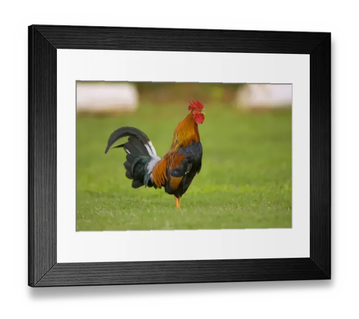 Framed Print : Domestic Chicken (Gallus domesticus) rooster calling, Kauai, Hawaii Framed Print : Domestic Chicken (Gallus domesticus) rooster calling, Kauai, Hawaii