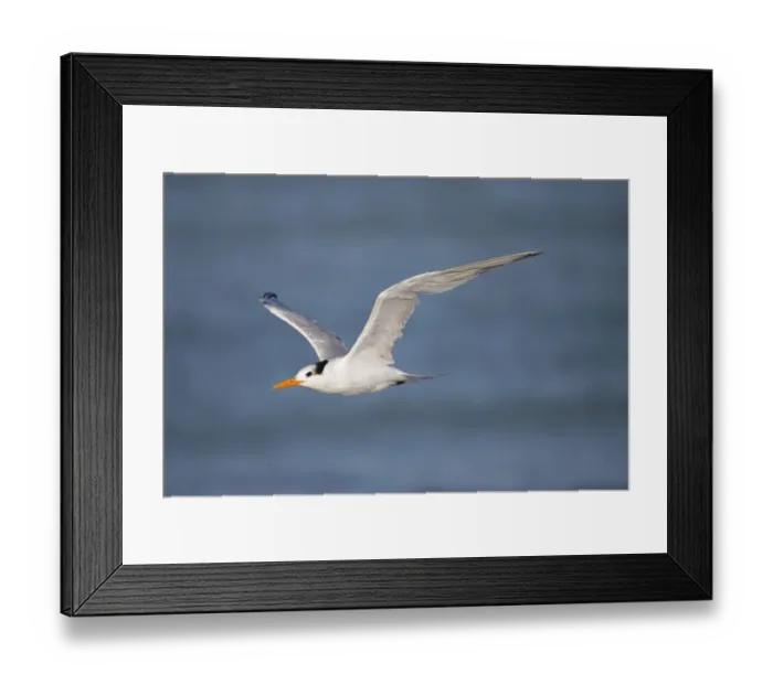 Framed Print : Royal Tern (Thalasseus maximus) flying, Rio Grande Valley, Texas