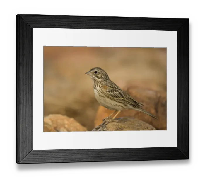 Framed Print : Rufous-winged Sparrow (Peucaea carpalis), Arizona Framed Print : Rufous-winged Sparrow (Peucaea carpalis), Arizona