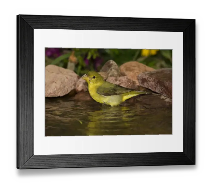 Framed Print : Summer Tanager (Piranga rubra) bathing, North America Framed Print : Summer Tanager (Piranga rubra) bathing, North America