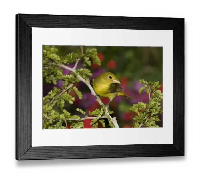 Framed Print : Summer Tanager (Piranga rubra), North America Framed Print : Summer Tanager (Piranga rubra), North America