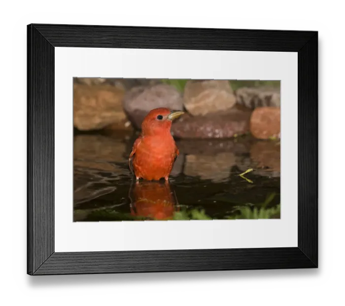 Framed Print : Scarlet Tanager (Piranga olivacea) bathing, Rio Grande Valley, Texas Framed Print : Scarlet Tanager (Piranga olivacea) bathing, Rio Grande Valley, Texas