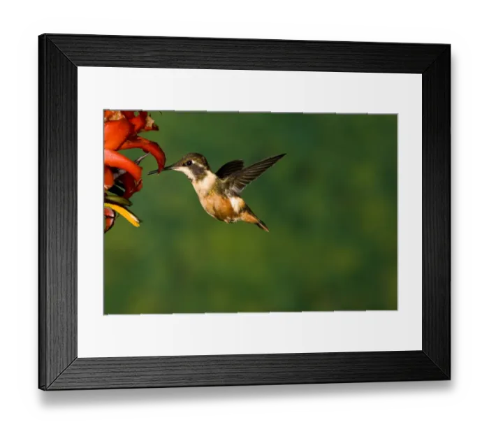 Framed Print : White-bellied Woodstar (Chaetocercus mulsant) hummingbird feeding on flower nectar Framed Print : White-bellied Woodstar (Chaetocercus mulsant) hummingbird feeding on flower nectar