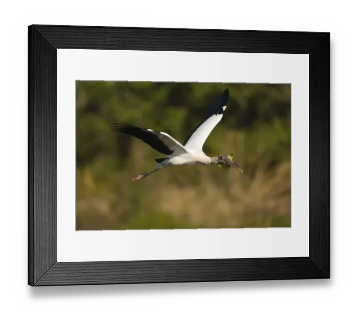 Framed Print : Wood Stork (Mycteria americana) carrying nesting material, Florida Framed Print : Wood Stork (Mycteria americana) carrying nesting material, Florida