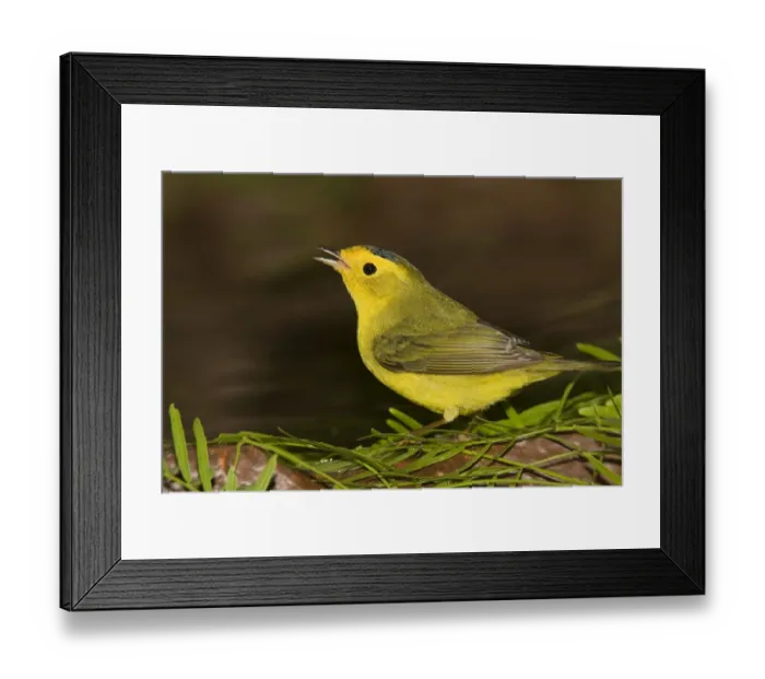 Framed Print : Wilsons Warbler (Cardellina pusilla) calling, Rio Grande Valley, Texas Framed Print : Wilsons Warbler (Cardellina pusilla) calling, Rio Grande Valley, Texas