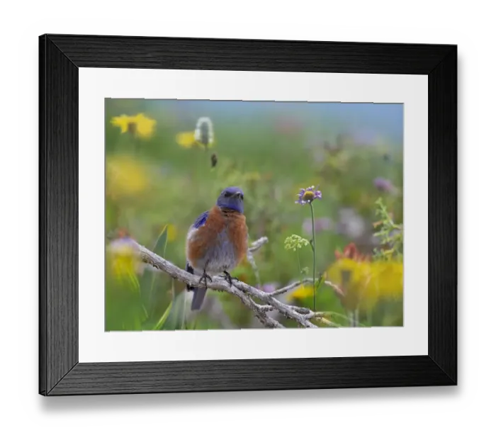 Framed Print : Western Bluebird (Sialia mexicana) male, Santa Fe, New Mexico Framed Print : Western Bluebird (Sialia mexicana) male, Santa Fe, New Mexico