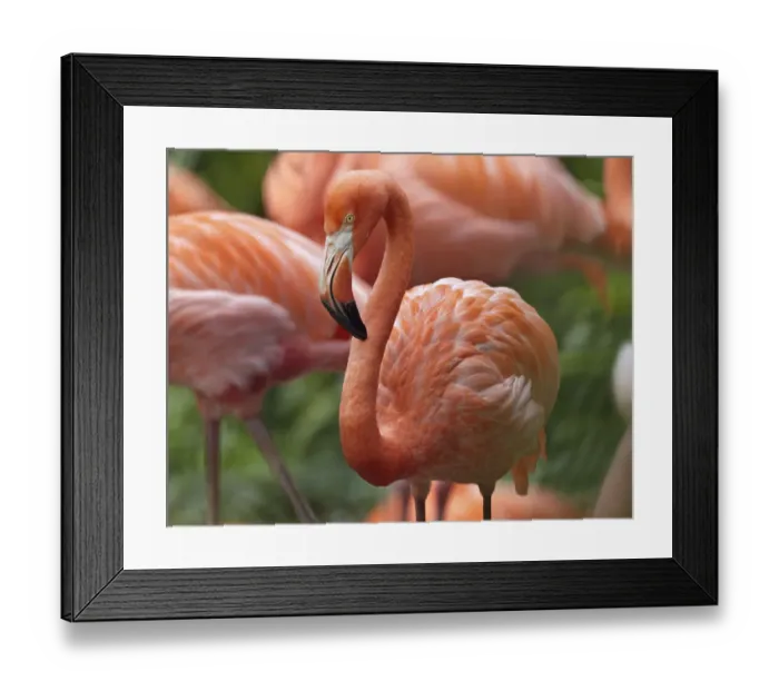 Framed Print : Greater Flamingo (Phoenicopterus ruber), Jurong Bird Park, Singapore Framed Print : Greater Flamingo (Phoenicopterus ruber), Jurong Bird Park, Singapore