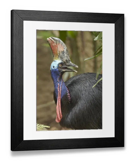 Framed Print : Southern Cassowary (Casuarius casuarius), Jurong Bird Park, Singapore Framed Print : Southern Cassowary (Casuarius casuarius), Jurong Bird Park, Singapore
