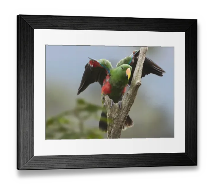 Framed Print : Eclectus Parrot (Eclectus roratus) male, Jurong Bird Park, Singapore Framed Print : Eclectus Parrot (Eclectus roratus) male, Jurong Bird Park, Singapore