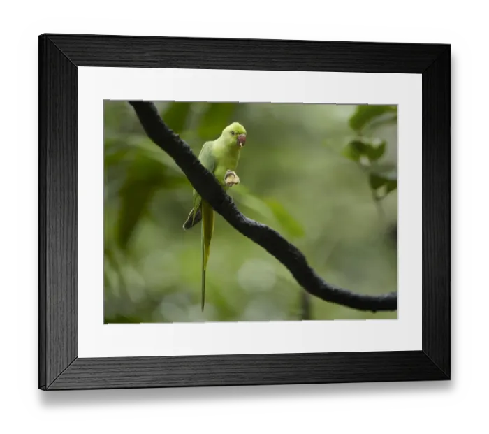 Framed Print : Rose-ringed Parakeet (Psittacula krameri) feeding, Jurong Bird Park, Singapore Framed Print : Rose-ringed Parakeet (Psittacula krameri) feeding, Jurong Bird Park, Singapore