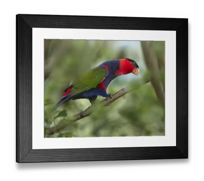 Framed Print : Black-capped Lory (Lorius lory), Jurong Bird Park, Singapore Framed Print : Black-capped Lory (Lorius lory), Jurong Bird Park, Singapore