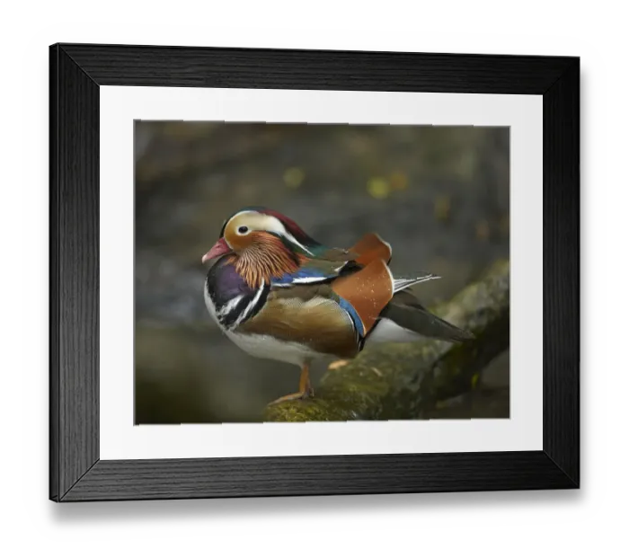 Framed Print : Mandarin Duck (Aix galericulata) male, Jurong Bird Park, Singapore Framed Print : Mandarin Duck (Aix galericulata) male, Jurong Bird Park, Singapore