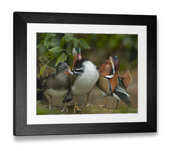 Framed Print : Mandarin Duck (Aix galericulata) males competing over female, Jurong Bird Park, Singapore Framed Print : Mandarin Duck (Aix galericulata) males competing over female, Jurong Bird Park, Singapore