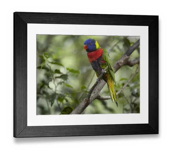 Framed Print : Rainbow Lorikeet (Trichoglossus haematodus), Jurong Bird Park, Singapore
