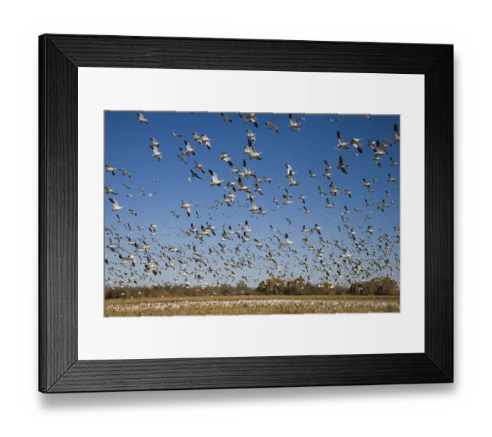 Framed Print : Snow Goose (Chen caerulescens) flock taking flight, Bosque Del Apache National Wildlife Refuge Framed Print : Snow Goose (Chen caerulescens) flock taking flight, Bosque Del Apache National Wildlife Refuge